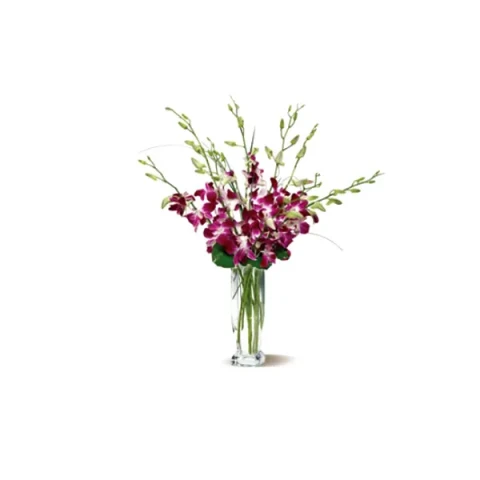 Send Elegant Orchids to Bangladesh