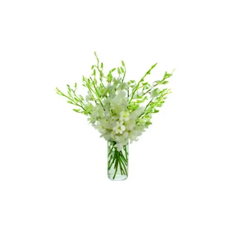 Send White Orchids to Bangladesh