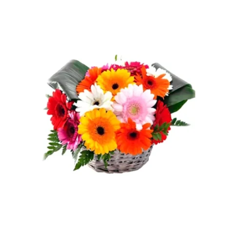 Send Multicolor Gerbera basket to Bangladesh