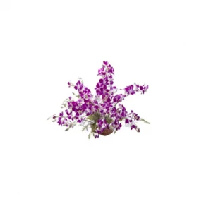 Send Orchids in a Basket to Bangladesh